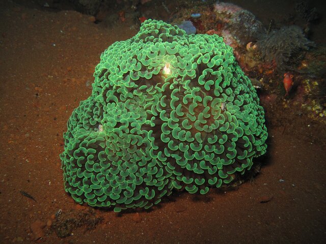 Corail à croissants