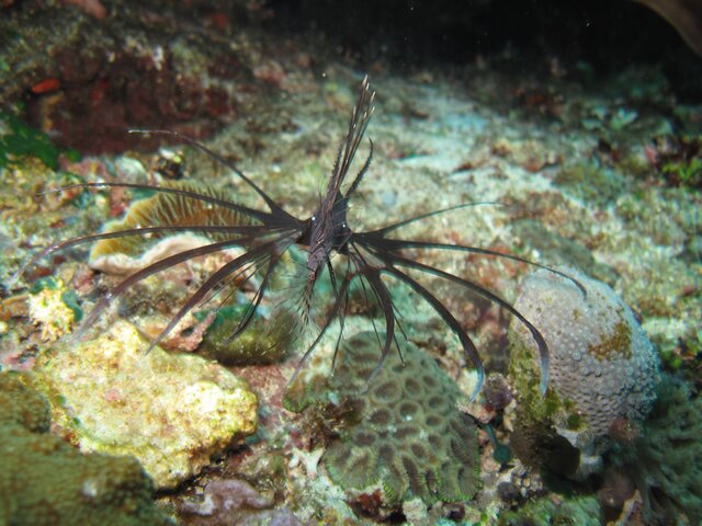 Lionfish juvenile?