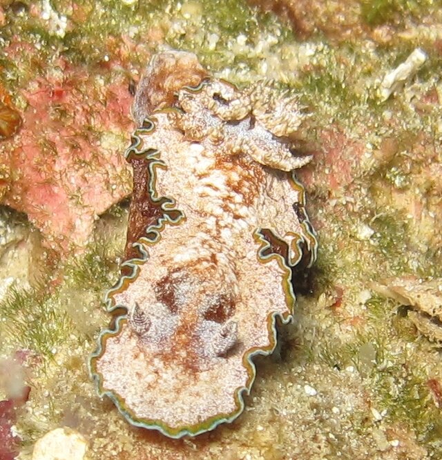 Glossodoris cincta