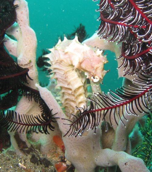 Thorny seahorse