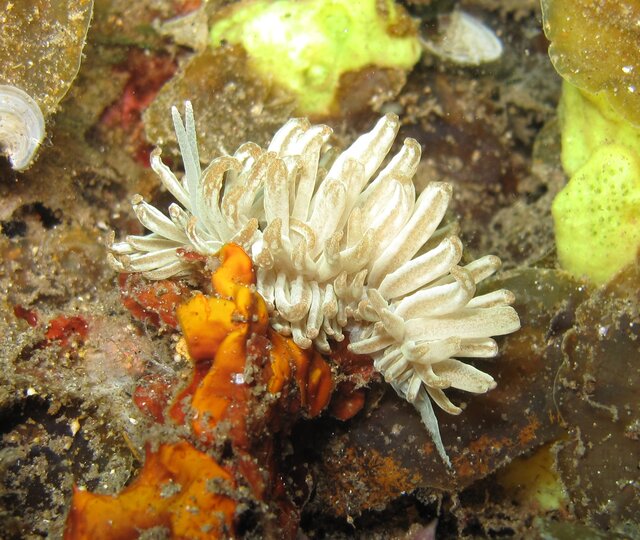 Phyllodesmium jakobsenae