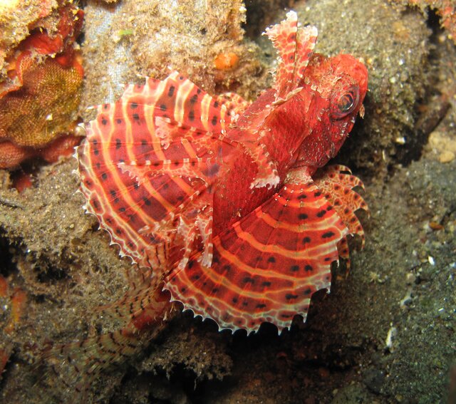 Dwarf lionfish