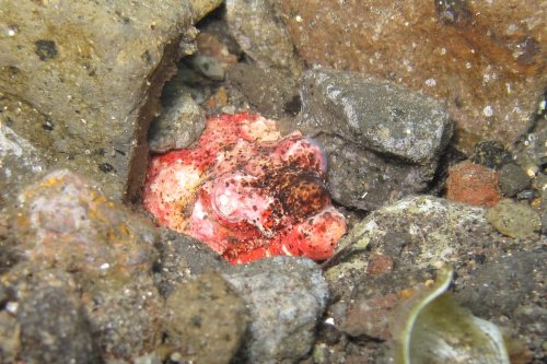 Reptilian snake eel