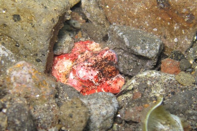 Reptilian snake eel