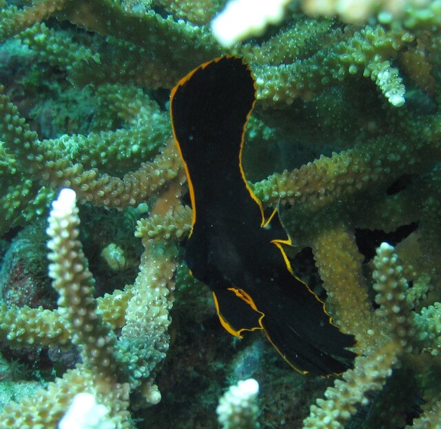 Juvenile Batfish