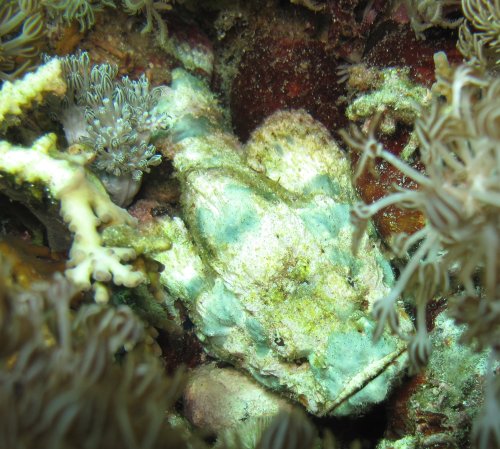Humpback scorpionfish