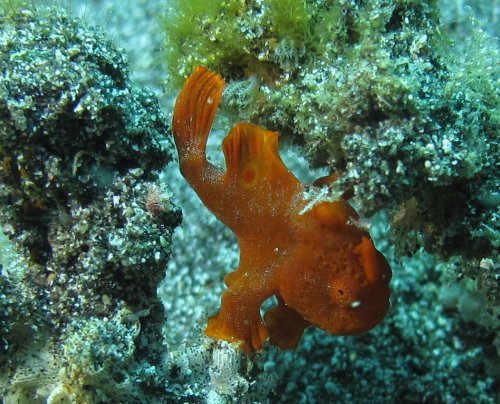 Juvenile Frogfish