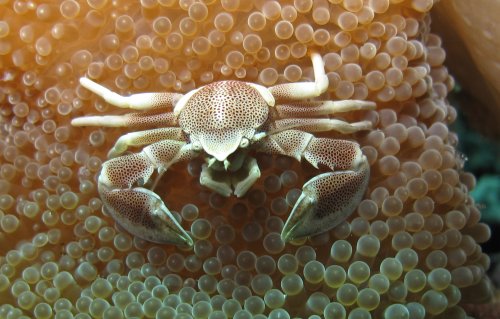 Neopetrolisthes maculatus - crabe-porcelaine