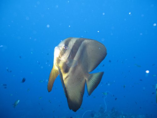 Batfish