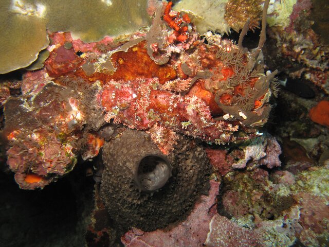 Scorpion fish