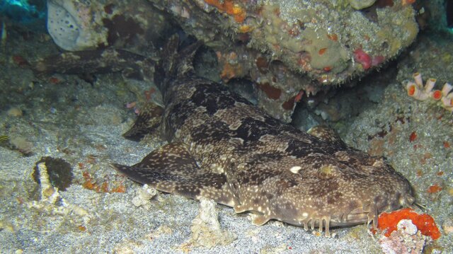 Ornate Wobbegong shark