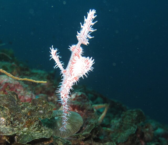 Ornate Ghost Pipefish