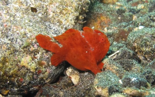 Juvenile frogsfish