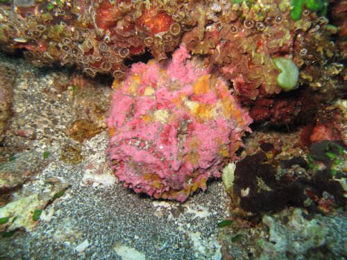 Stonefish