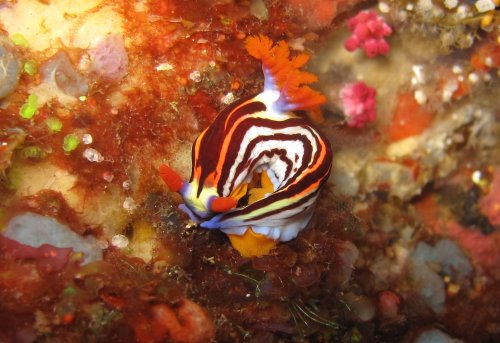 Nembrotha purpureollineata