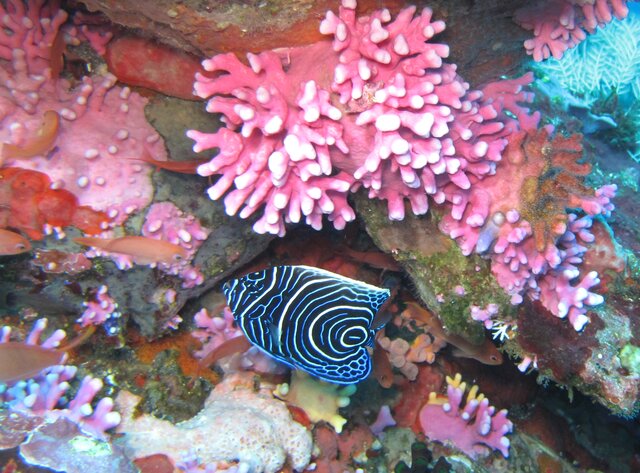 Emperor Angelfish juvenile