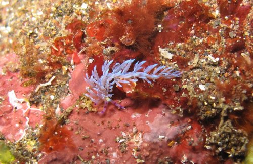 Pteraeolidia ianthina