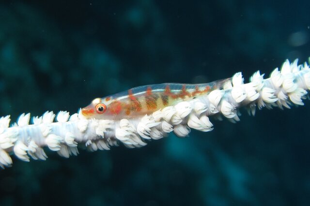 Whip coral goby