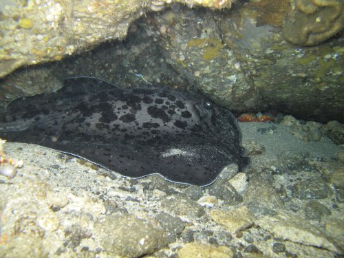 Marble ray