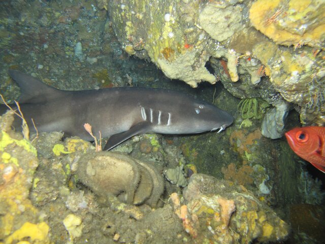 Nurse shark