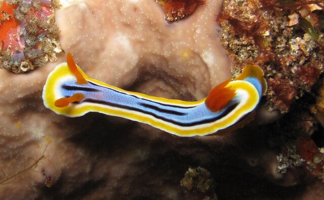 Chromodoris magnifica