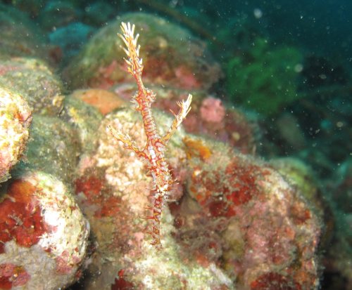 Ornate Ghost Pipefish