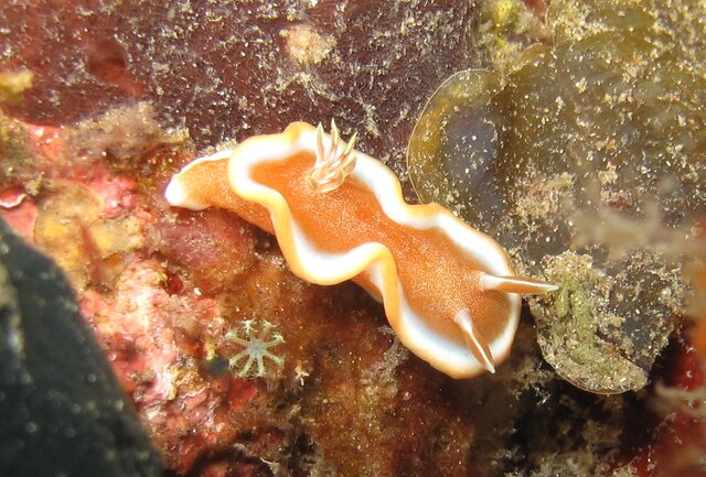 Glossodoris rufomarginata