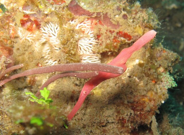 Robust Ghost Pipefish