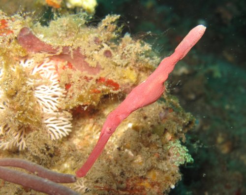 Robust Ghost Pipefish