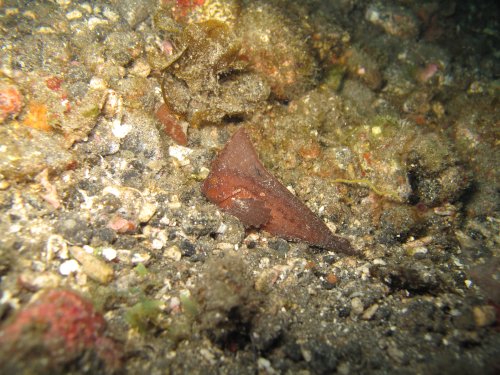 Ablabys taenianotus - poisson-feuille cacatoès