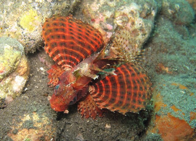 Dwarf lionfish