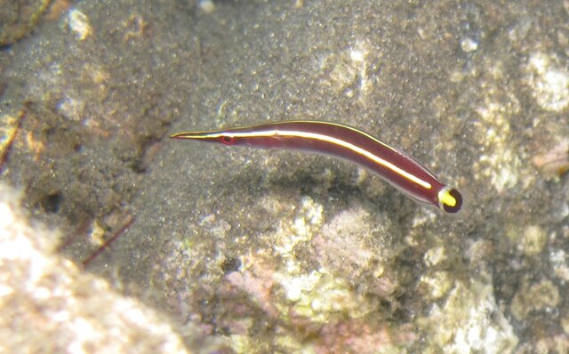 Urchin clingfish - Diademichthys lineatus