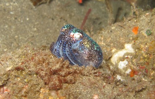 Bobtail squid