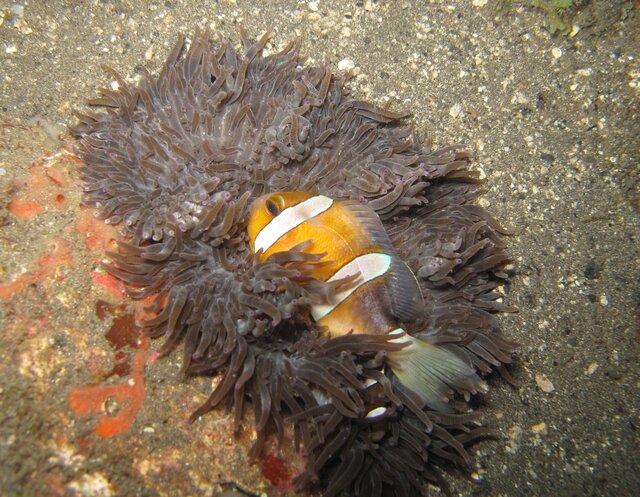 Clown fish en plein sommeil