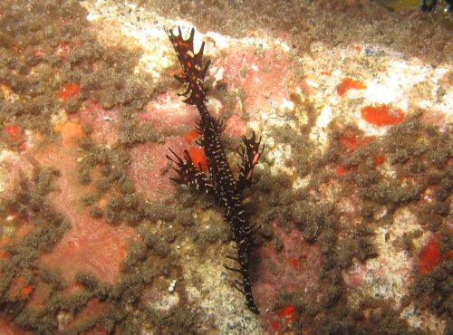 Ornate Ghost Pipefish