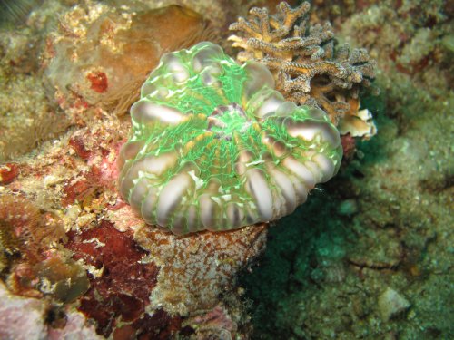 Corail larme - Cynarina lacrymalis