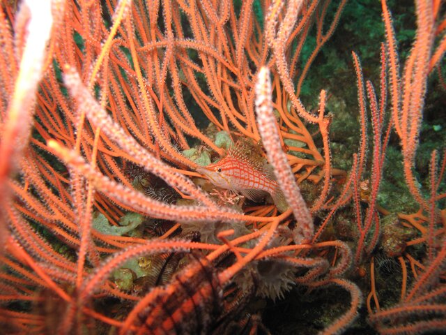 Poisson Faucon à long nez