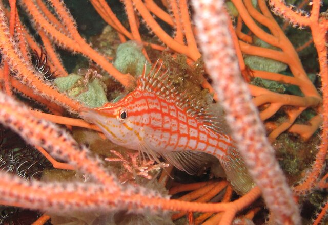 Poisson Faucon à long nez