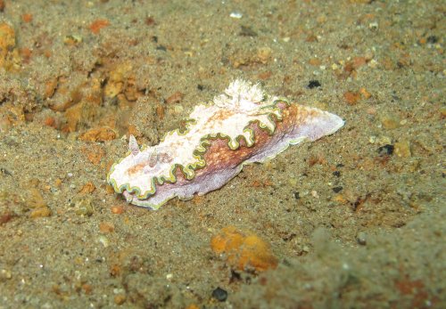 Glossodoris cincta