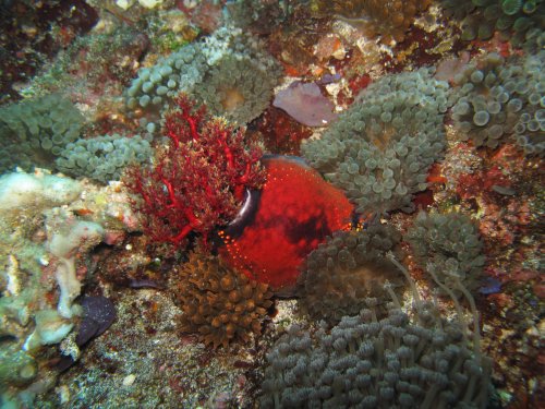 Sea Apple (concombre de mer)