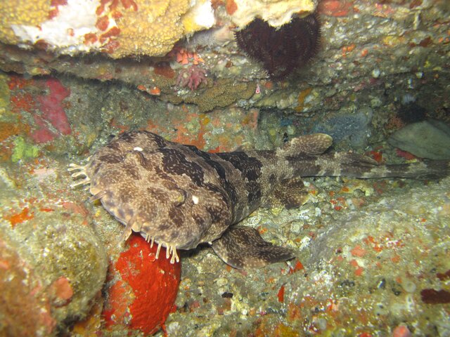 Ornate Wobbegong shark