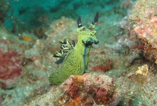 Nembrotha milleri