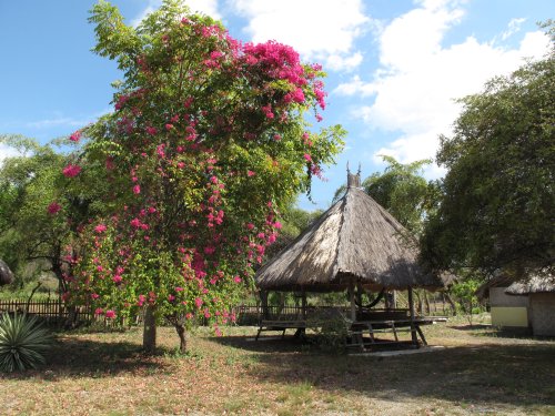 Kepa, le bougainvillier