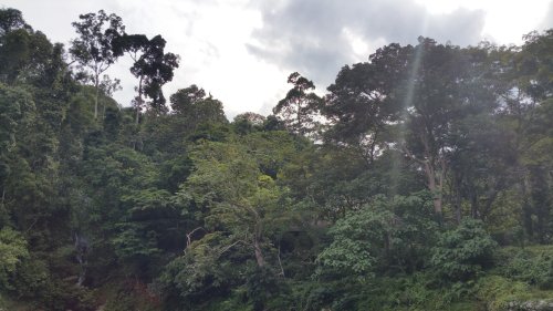 BukitLawang Jungle01