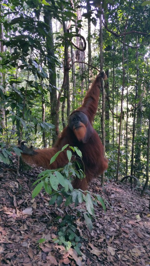 BukitLawang Jungle02 Orang Outan