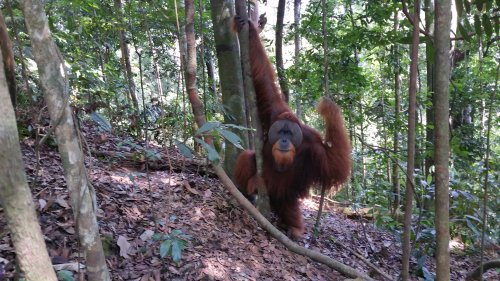 BukitLawang Jungle021 Orang Outan