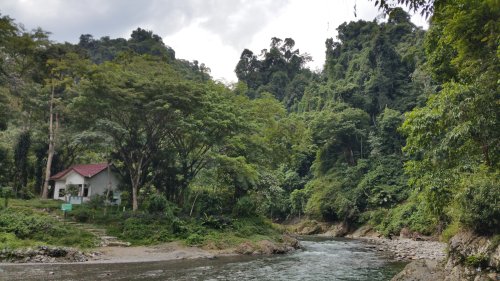 BukitLawang Jungle02