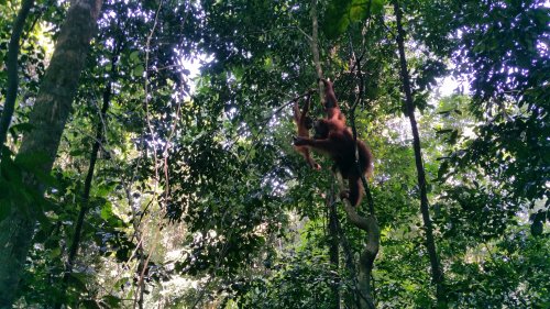 BukitLawang Jungle03 Orang Outan