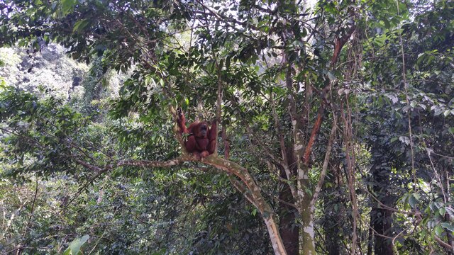 BukitLawang Jungle05 Orang Outan