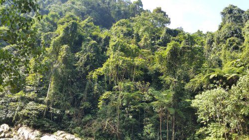 BukitLawang Jungle05